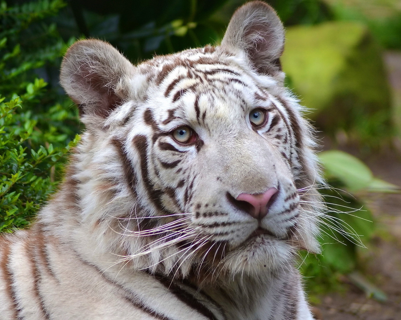 white tiger, , , , 