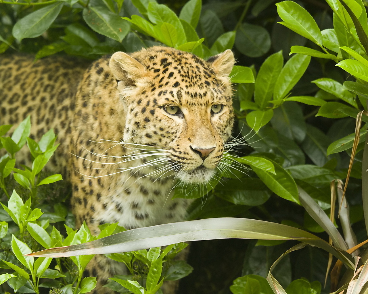 , leopard, , , , panthera pardus, 