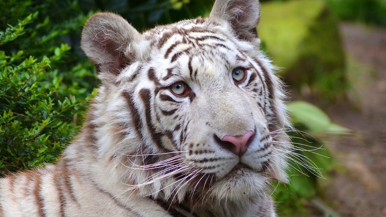 white tiger, , , , 