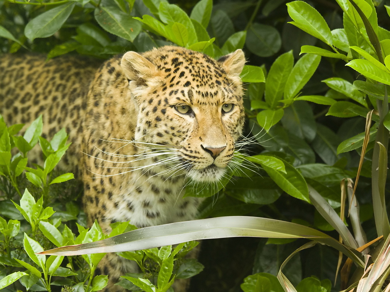 , leopard, , , , panthera pardus, 