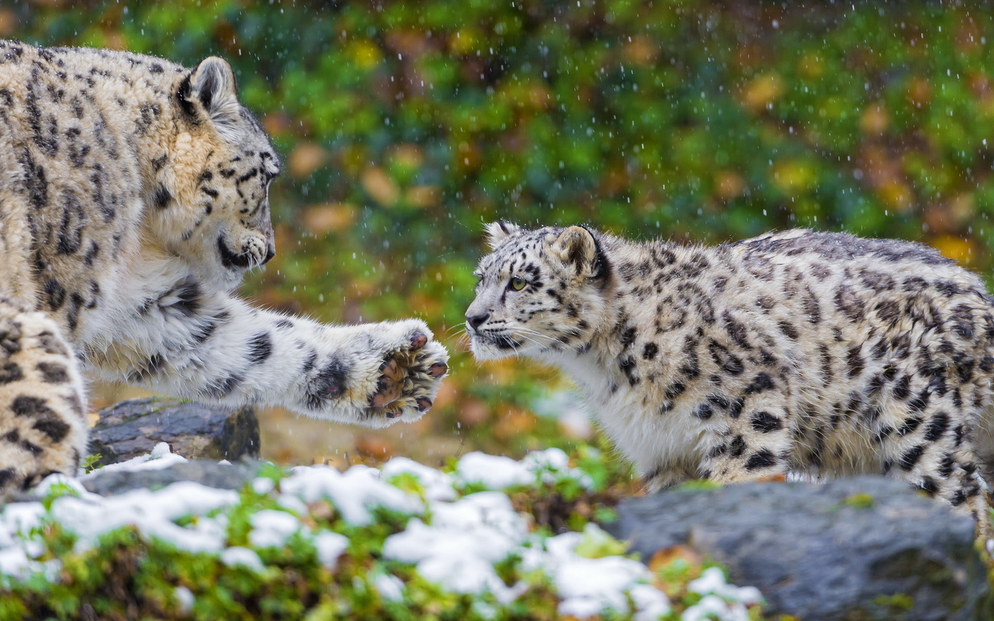 , , snow leopard, , ,  , 