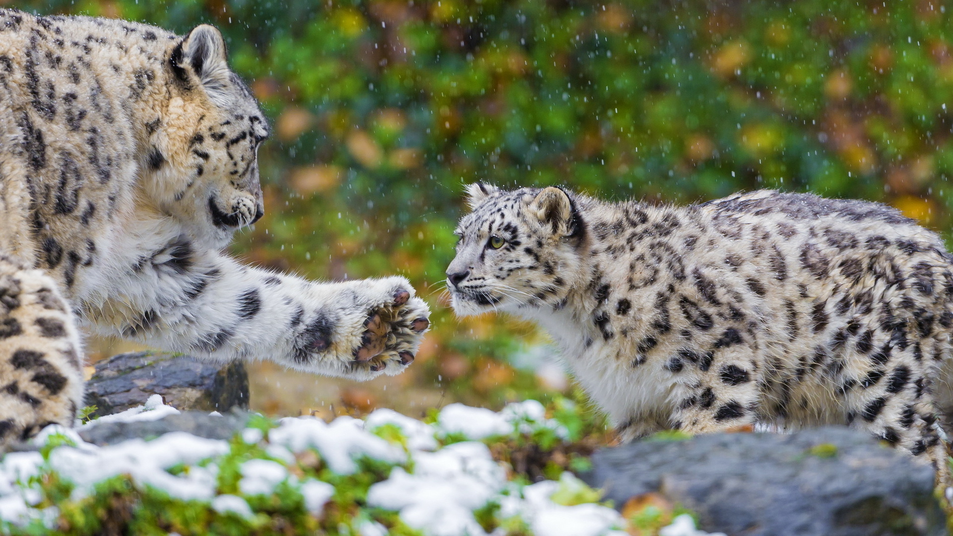 , , snow leopard, , ,  , 