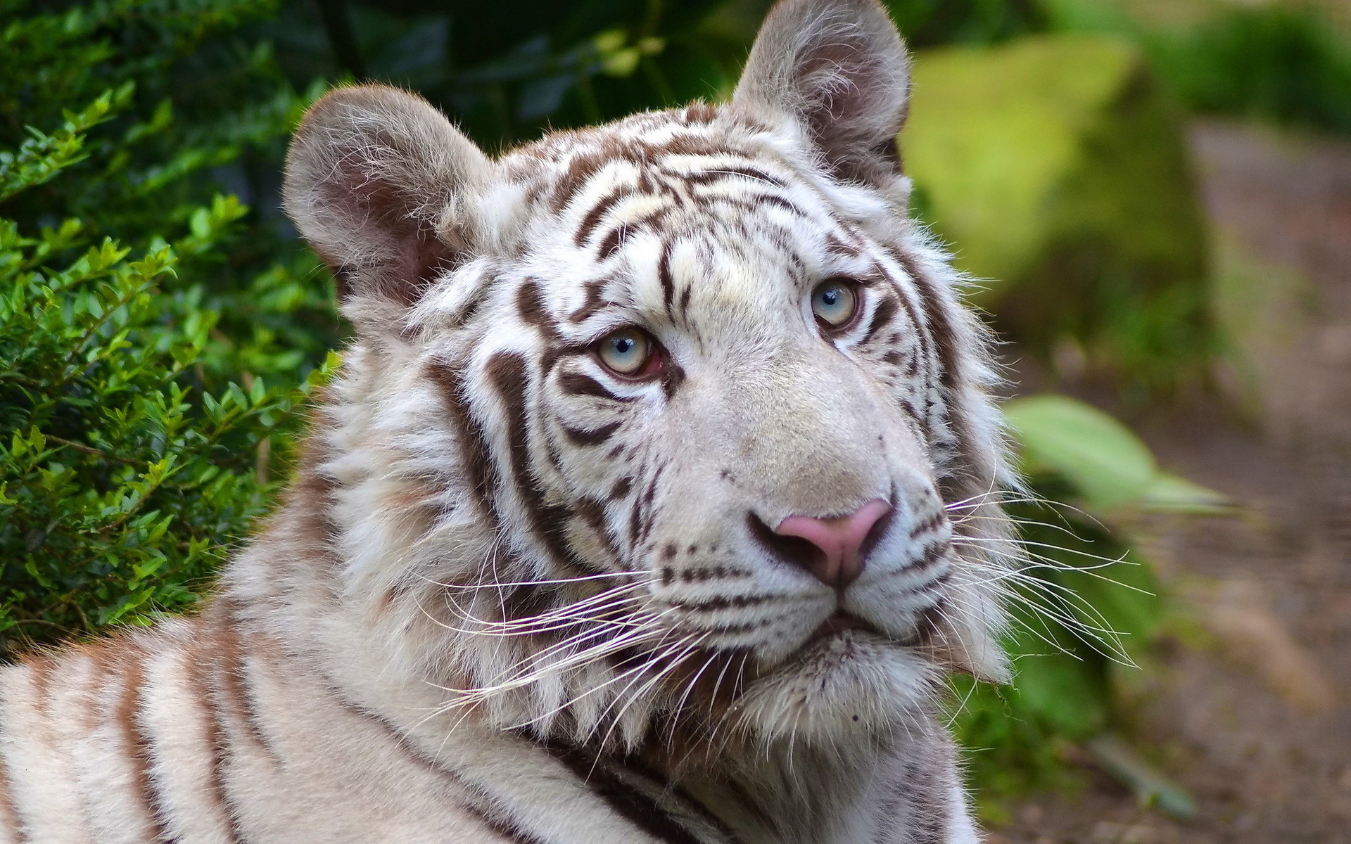 white tiger, , , , 