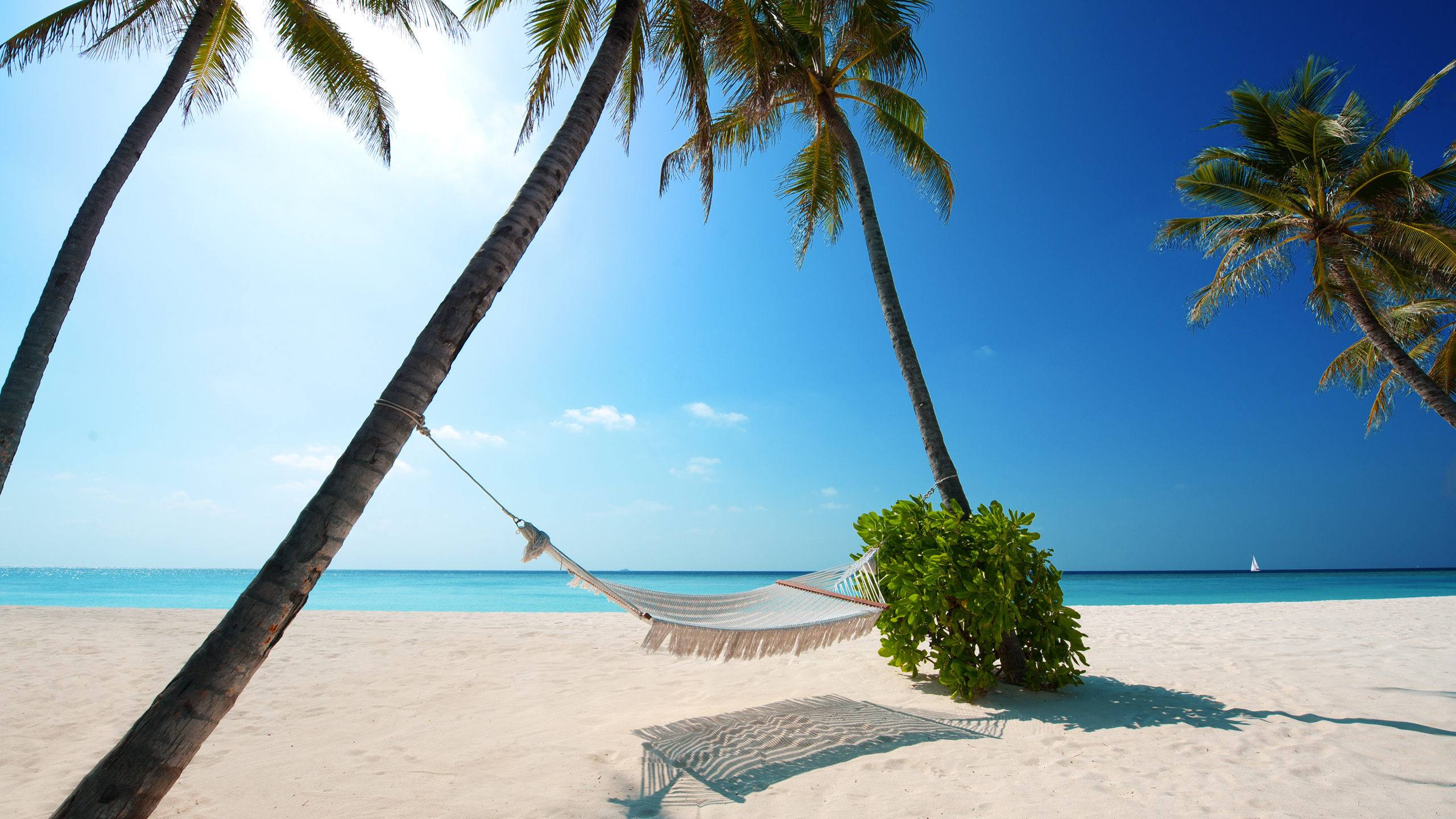 boat, Beaches, palm trees, green plant, hammock, white sand