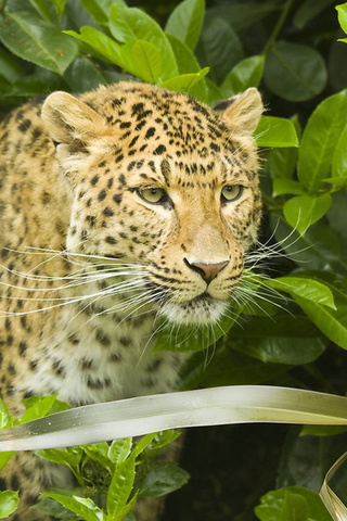 , leopard, , , , panthera pardus, 