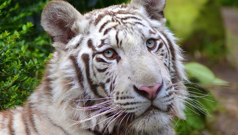 white tiger, , , , 