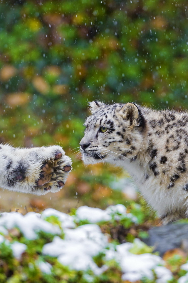 , , snow leopard, , ,  , 