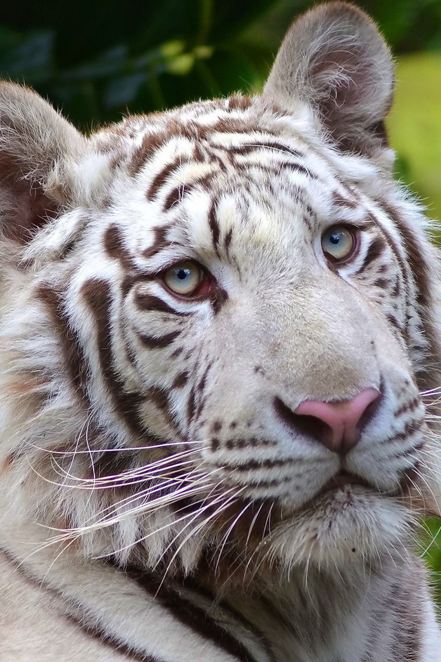 white tiger, , , , 