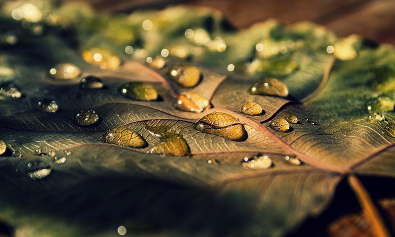 листья, Макро, капля, роса, листочек, leave, вода, листик