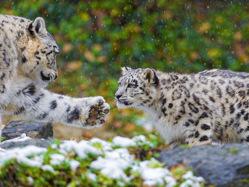 , , snow leopard, , ,  , 