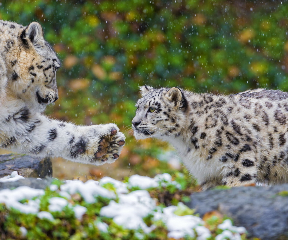 , , snow leopard, , ,  , 