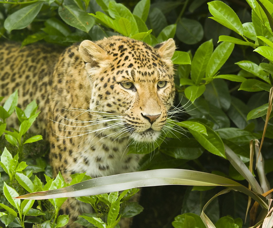 , leopard, , , , panthera pardus, 