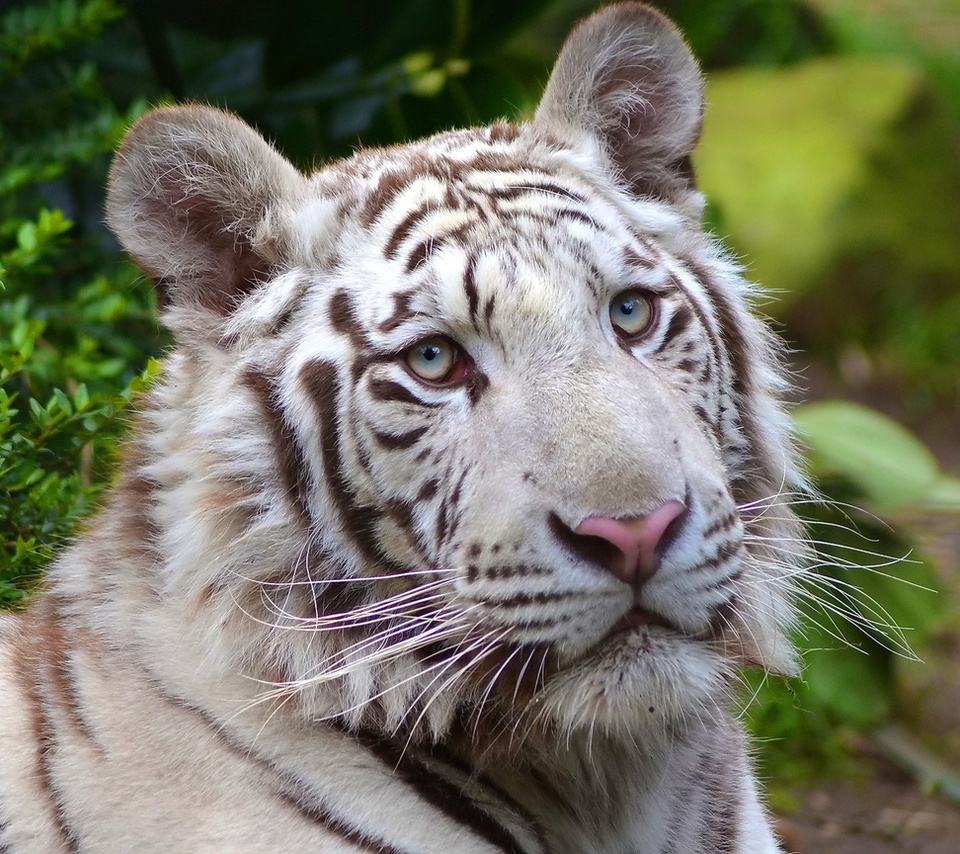 white tiger, , , , 