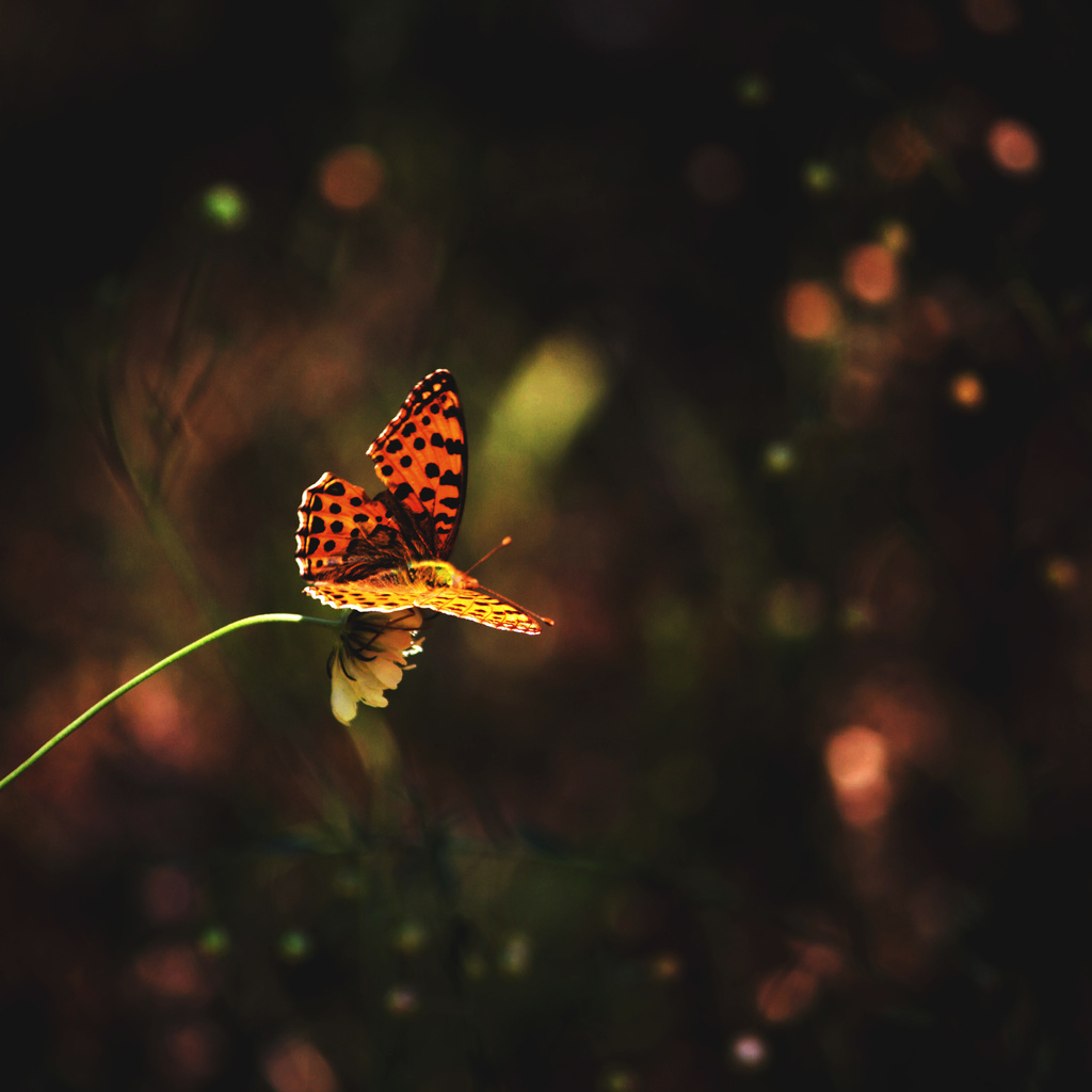 flower, , , butterfly, grass, 