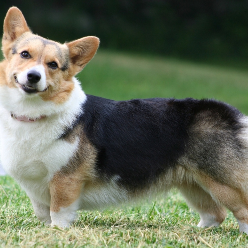  , , Welsh corgi, , , pembroke