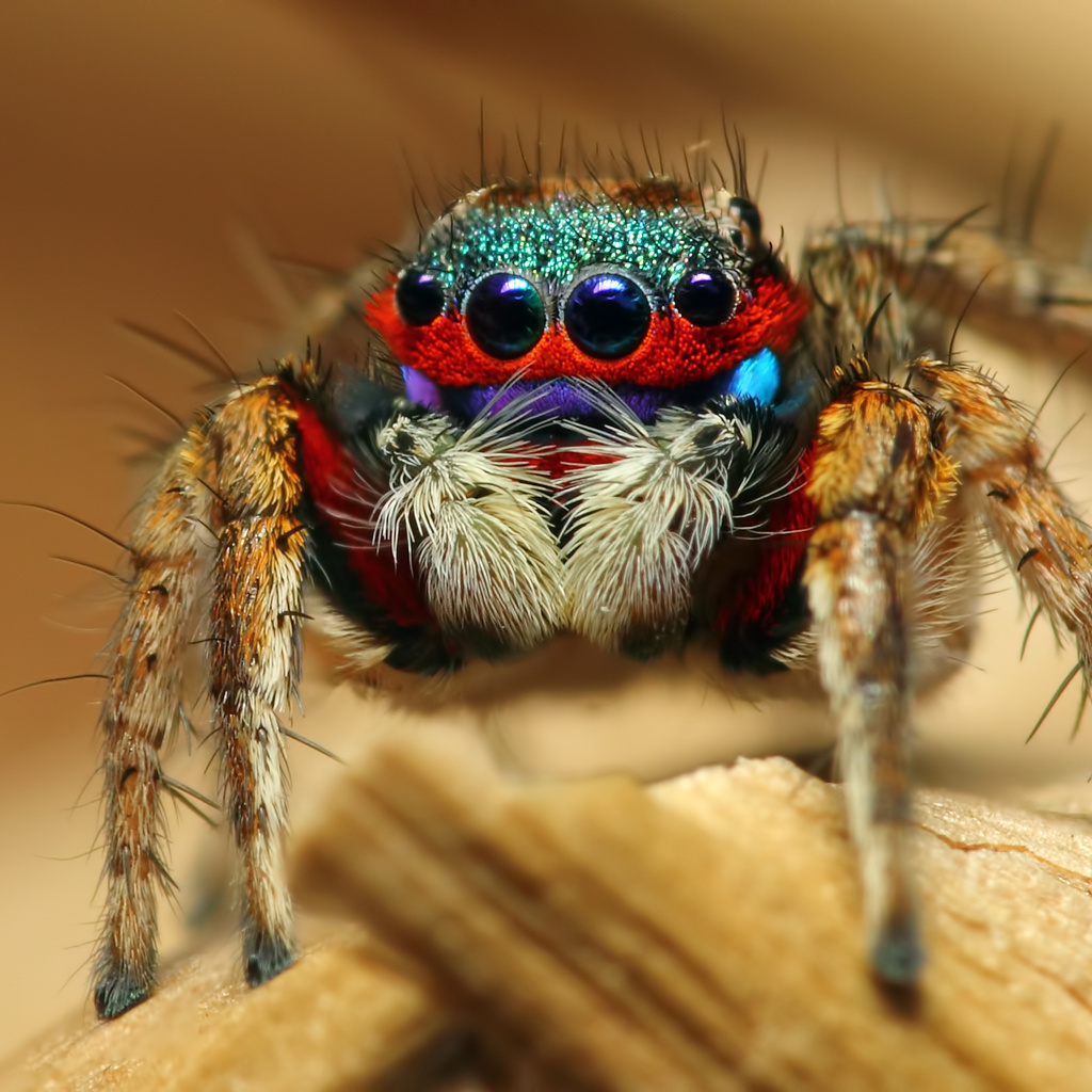 colorful jumping spider, , , 