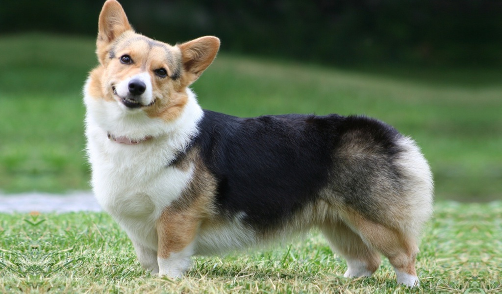  , , Welsh corgi, , , pembroke