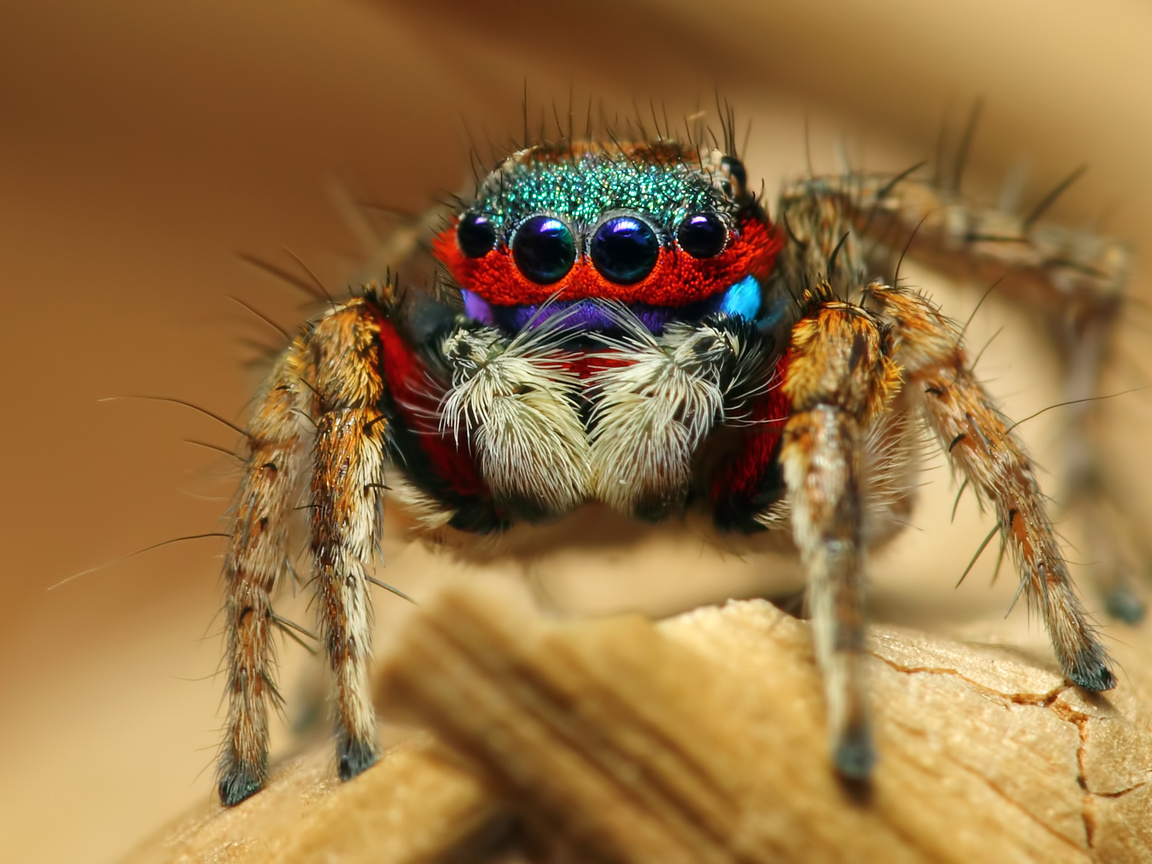 colorful jumping spider, , , 