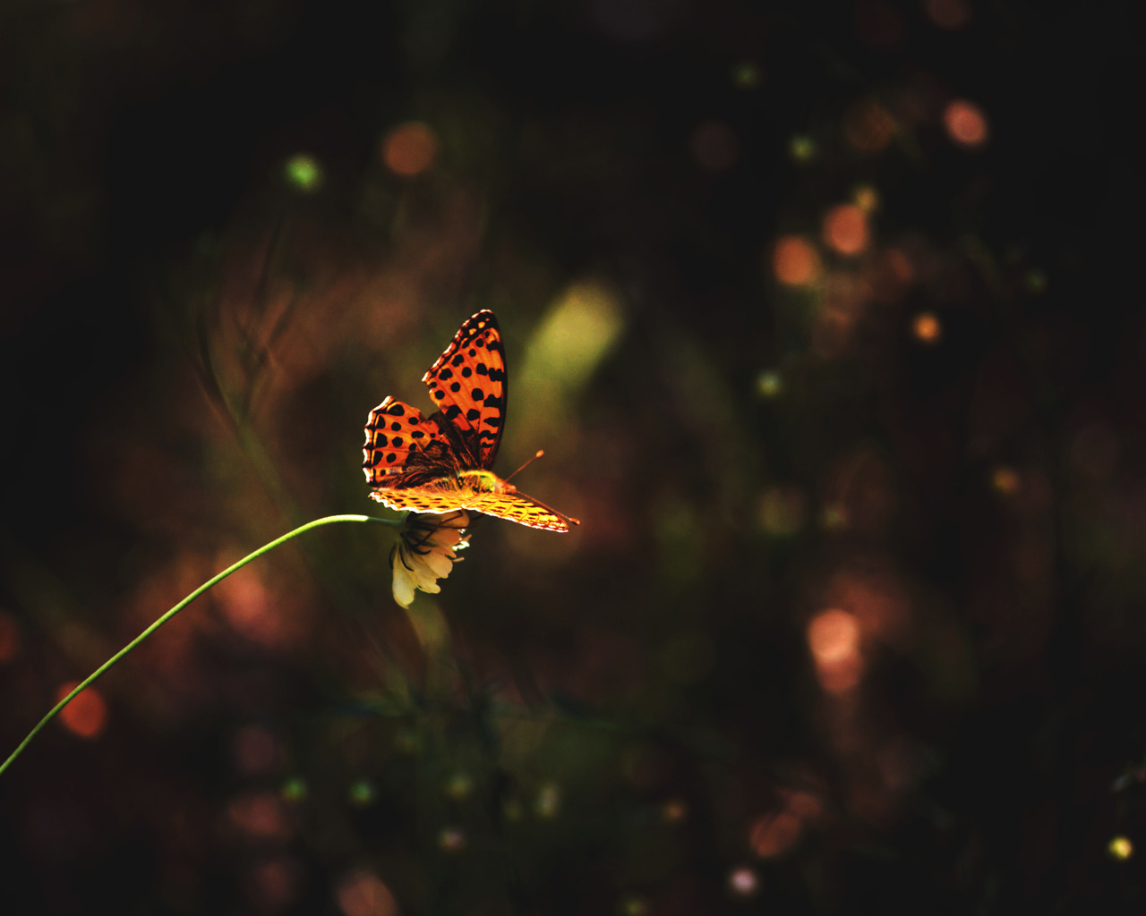 flower, , , butterfly, grass, 