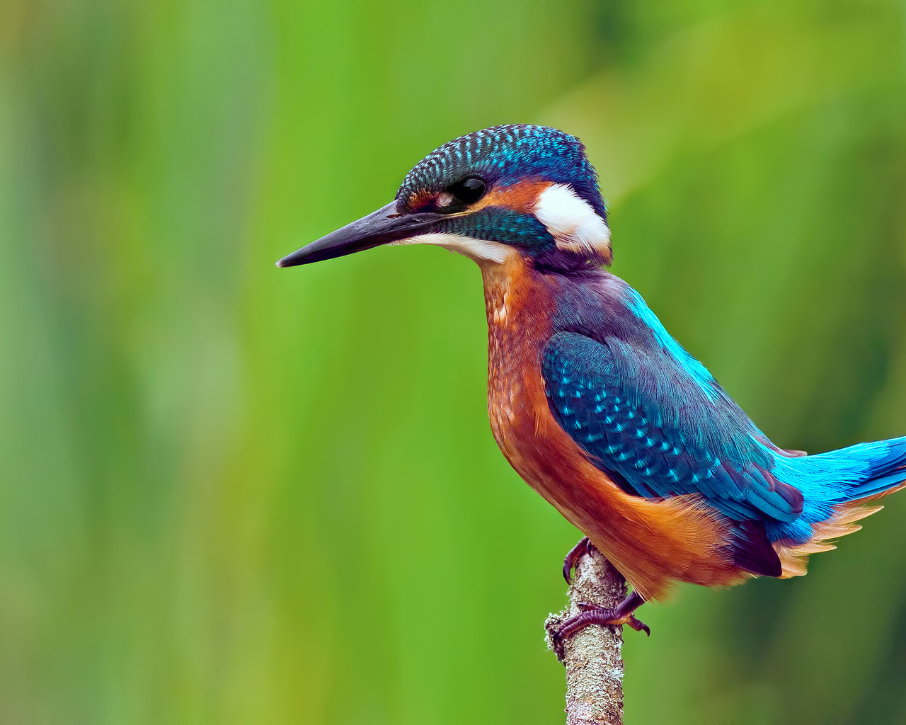 , kingfisher, alcedo atthis, ,  