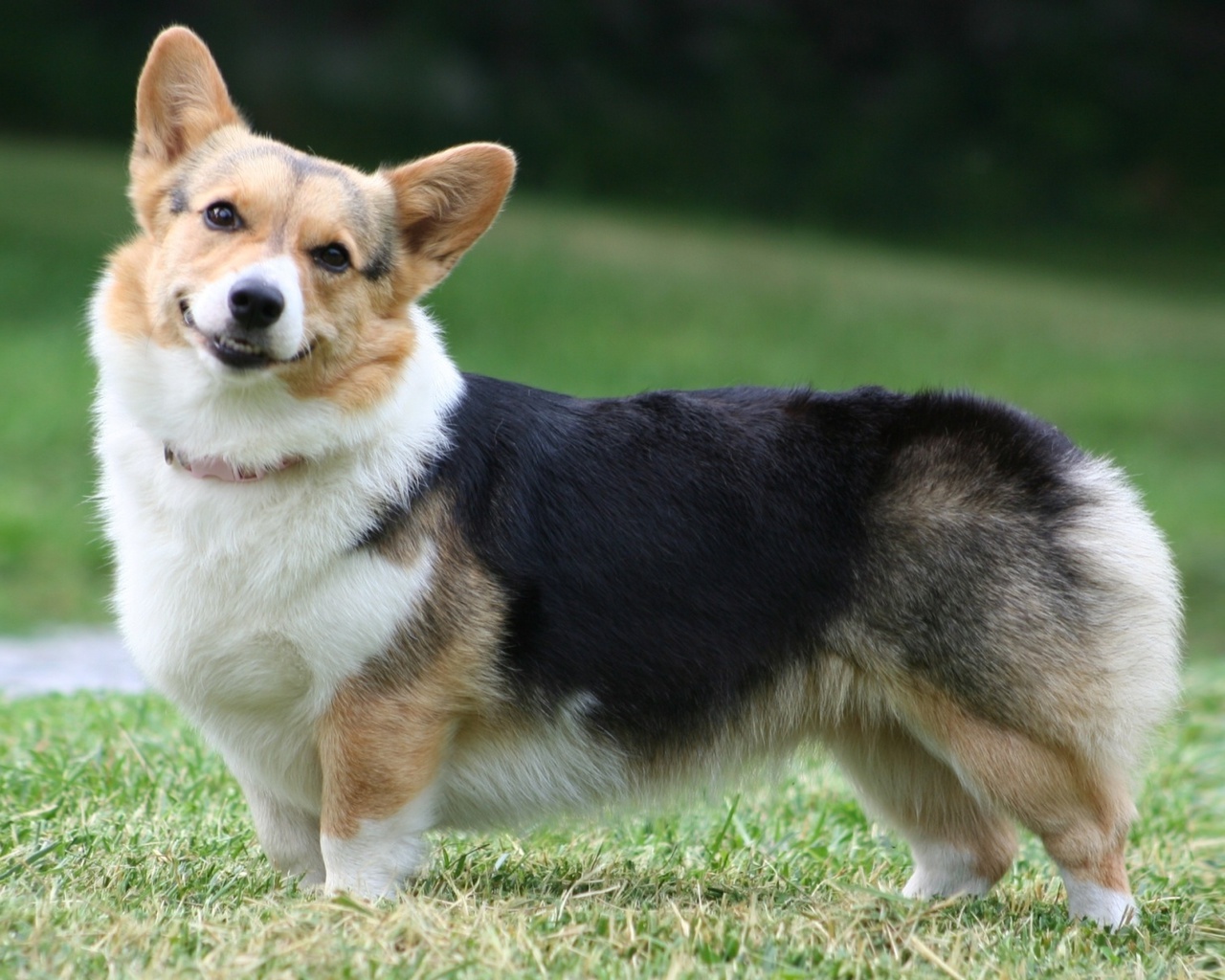  , , Welsh corgi, , , pembroke