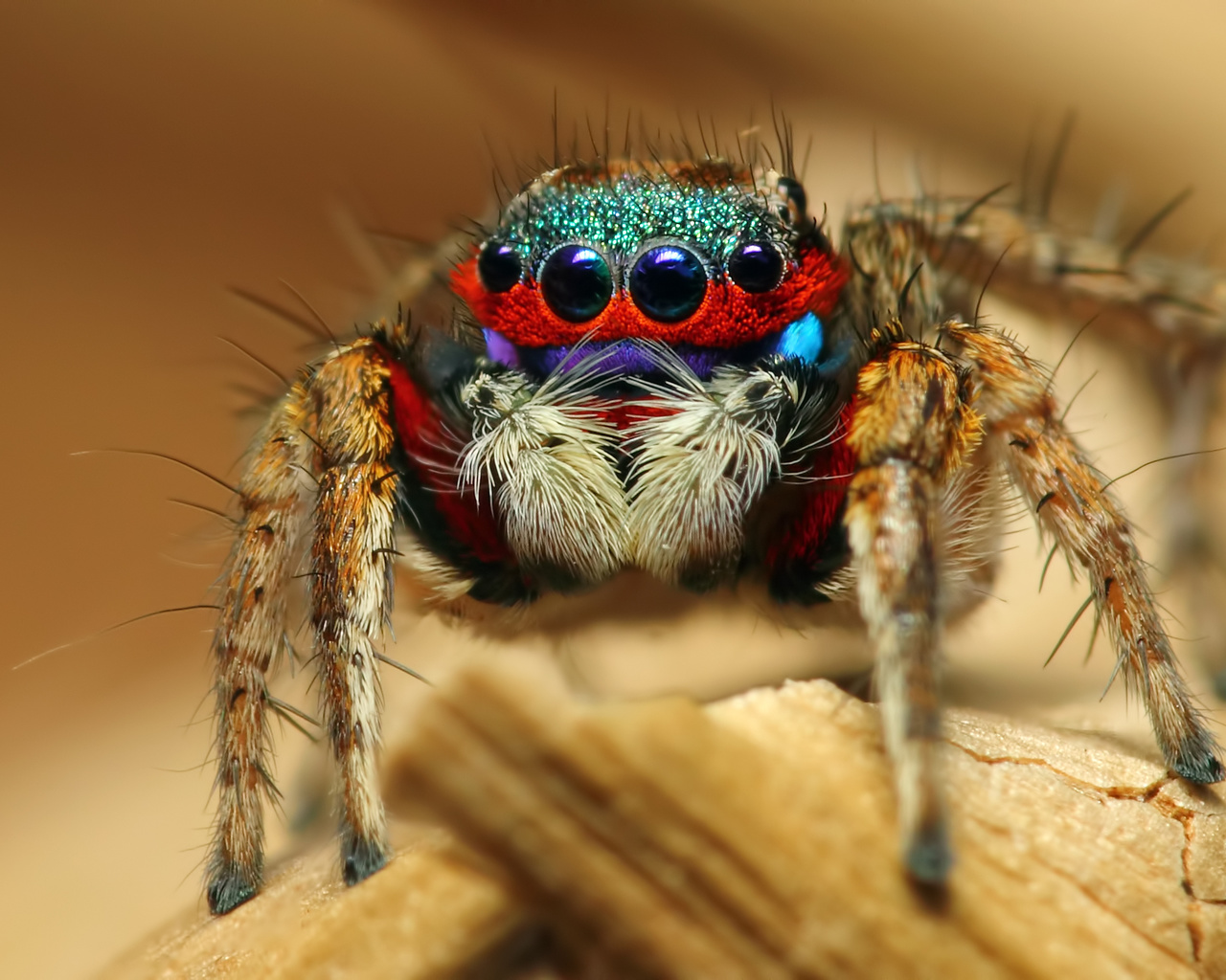 colorful jumping spider, , , 