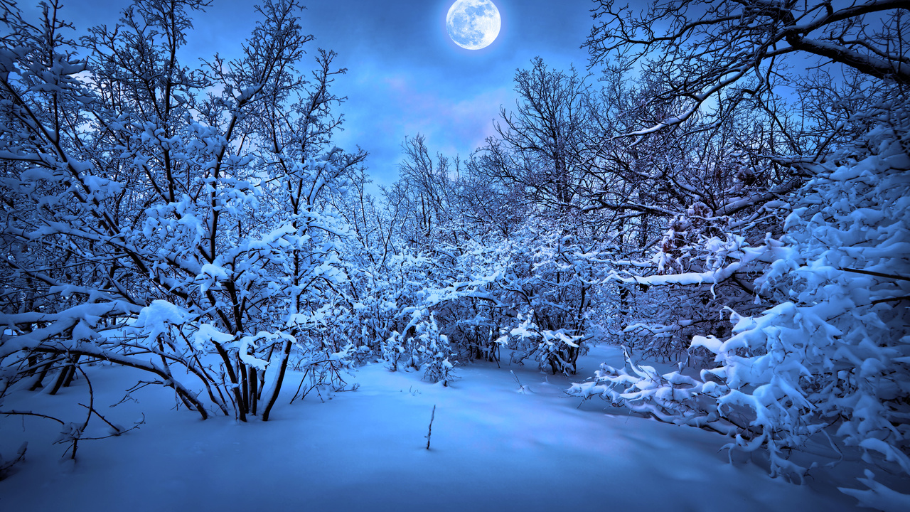 Merry christmas, magic christmas night, snow, new year, nature, trees, winter, christmas tree