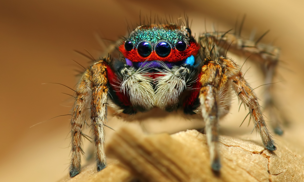 colorful jumping spider, , , 