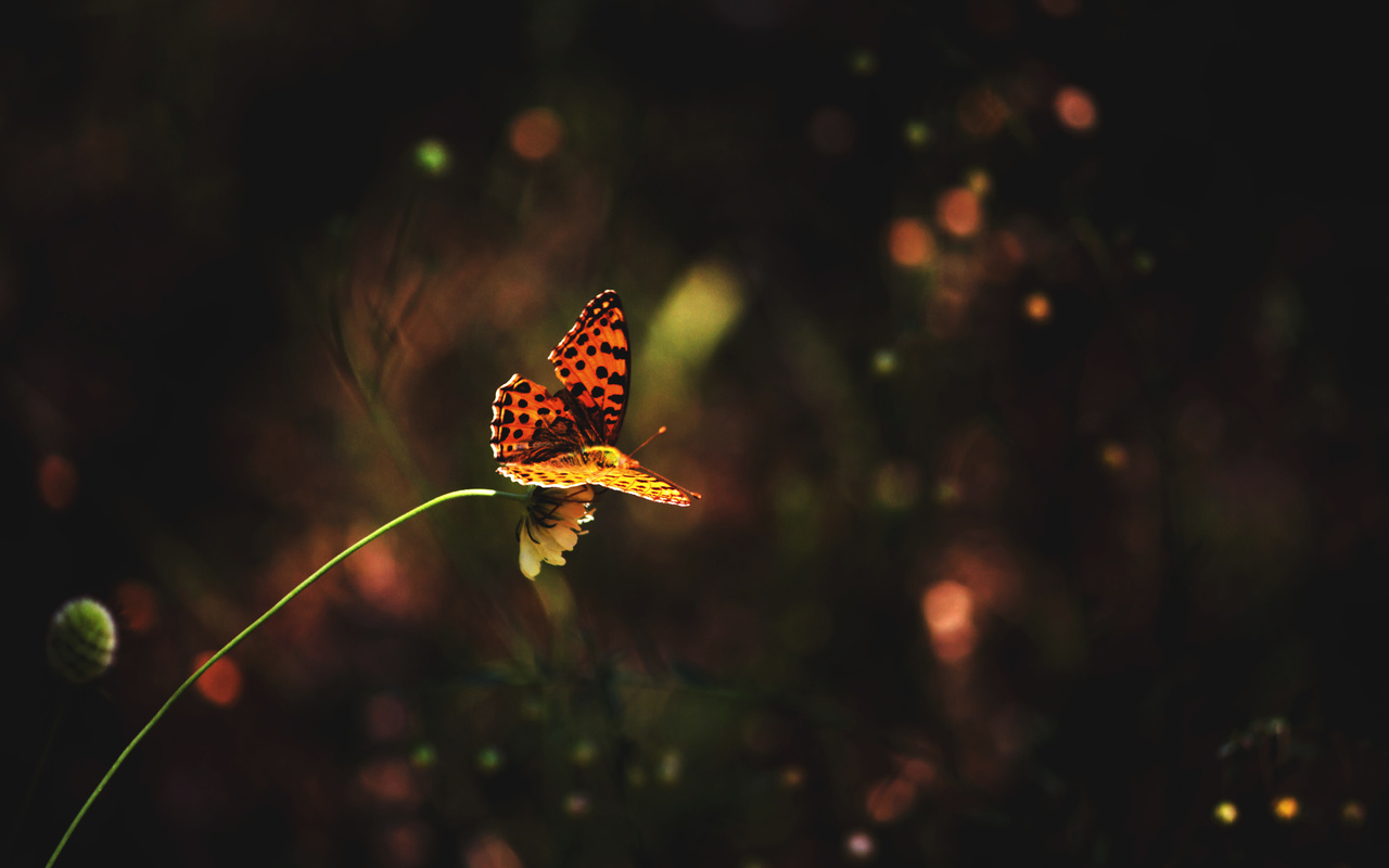 flower, , , butterfly, grass, 