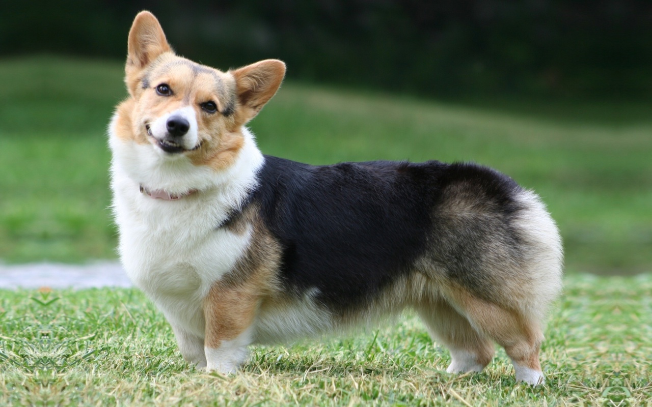  , , Welsh corgi, , , pembroke