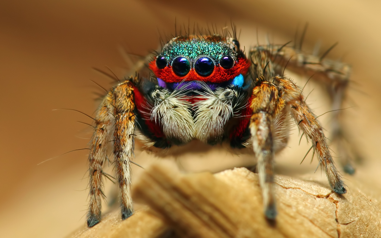 colorful jumping spider, , , 