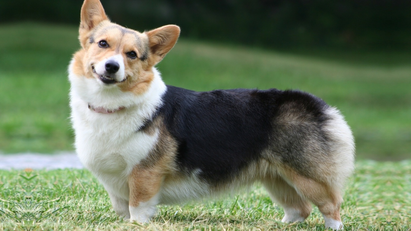  , , Welsh corgi, , , pembroke