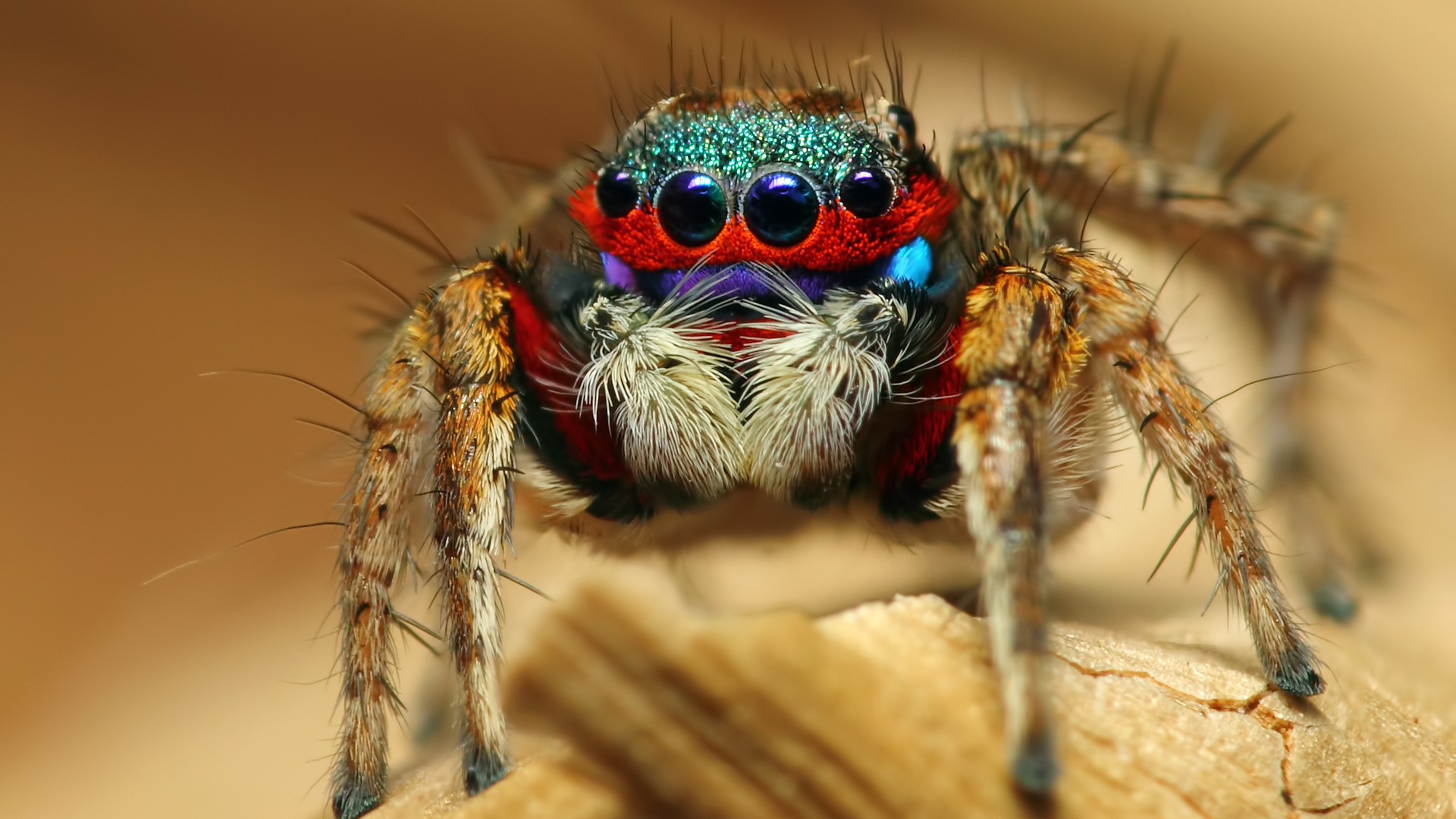 colorful jumping spider, , , 