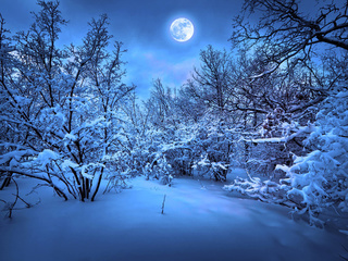 Merry christmas, magic christmas night, snow, new year, nature, trees, winter, christmas tree