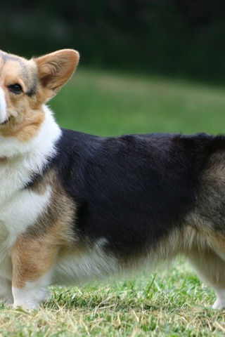  , , Welsh corgi, , , pembroke