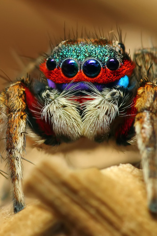 colorful jumping spider, , , 