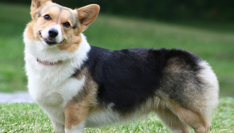  , , Welsh corgi, , , pembroke