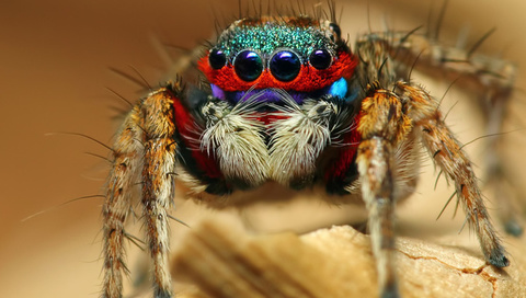 colorful jumping spider, , , 