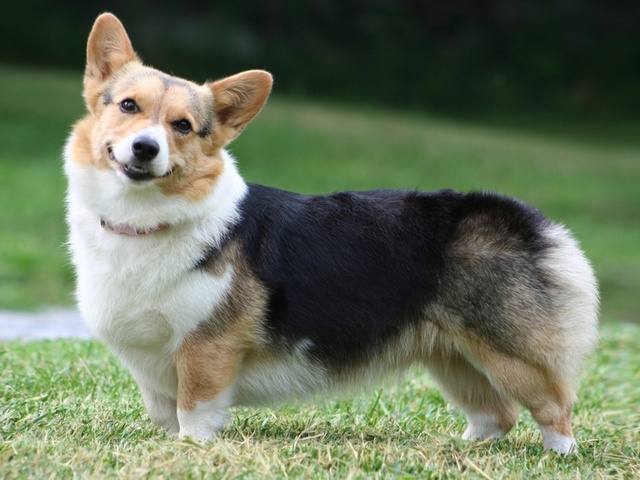  , , Welsh corgi, , , pembroke