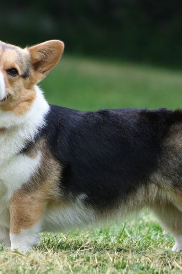  , , Welsh corgi, , , pembroke