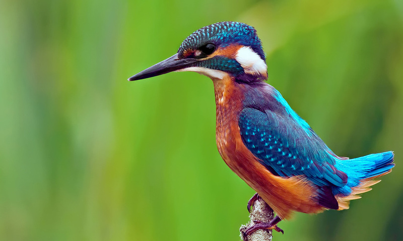 , kingfisher, alcedo atthis, ,  