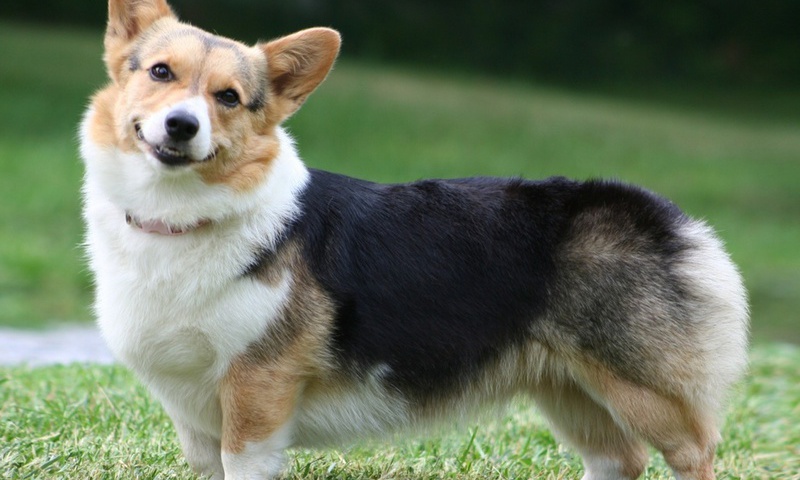  , , Welsh corgi, , , pembroke