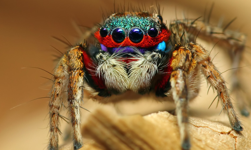 colorful jumping spider, , , 