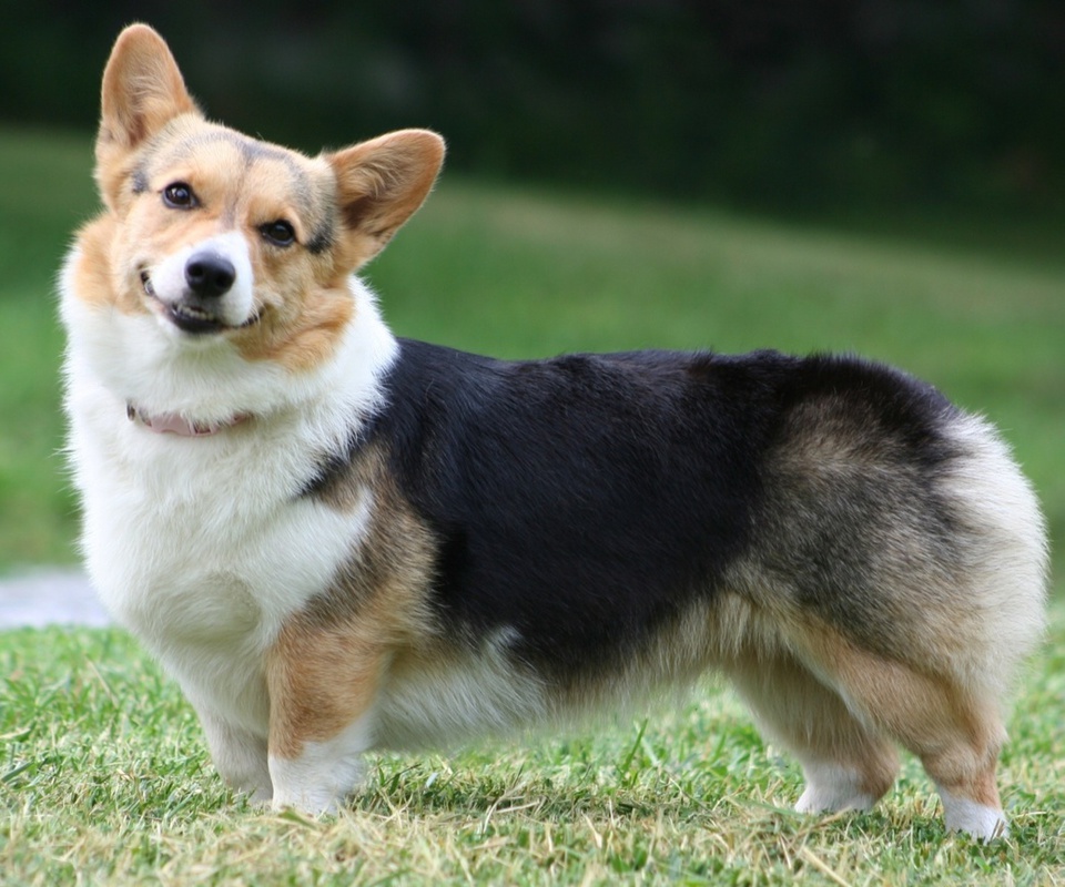  , , Welsh corgi, , , pembroke