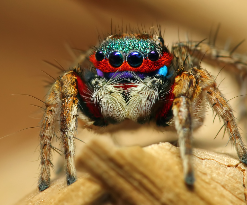 colorful jumping spider, , , 