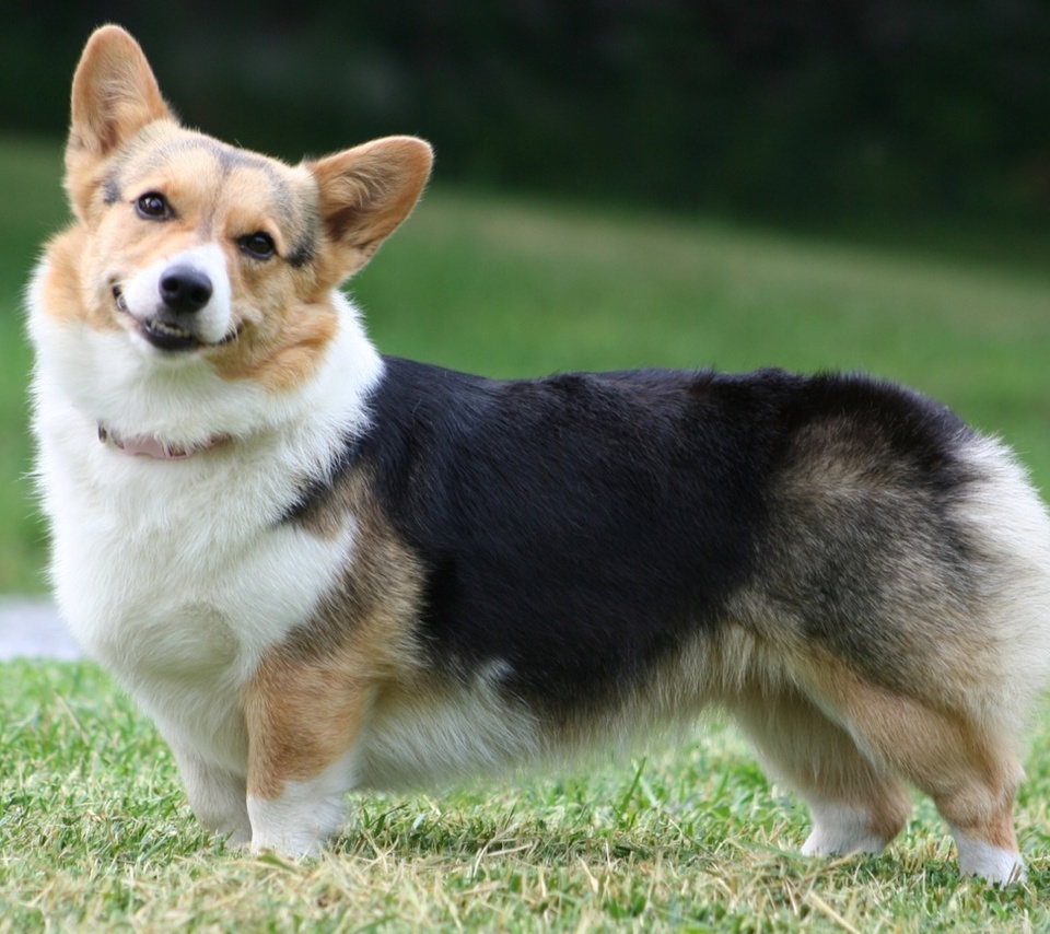  , , Welsh corgi, , , pembroke