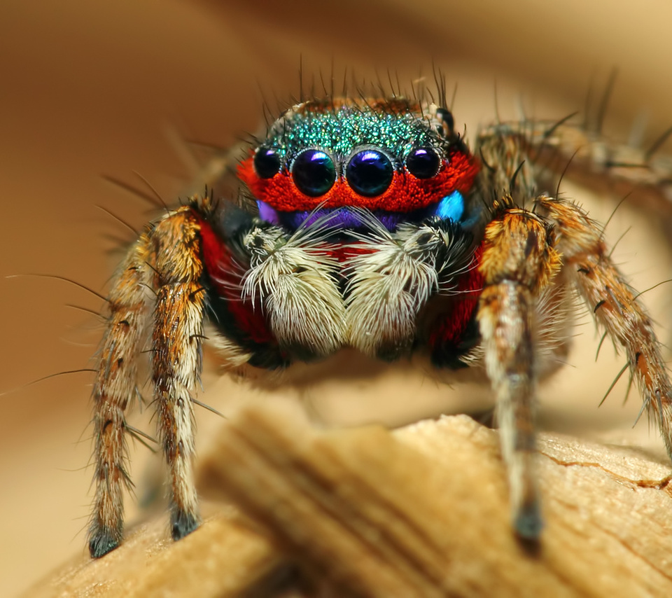 colorful jumping spider, , , 