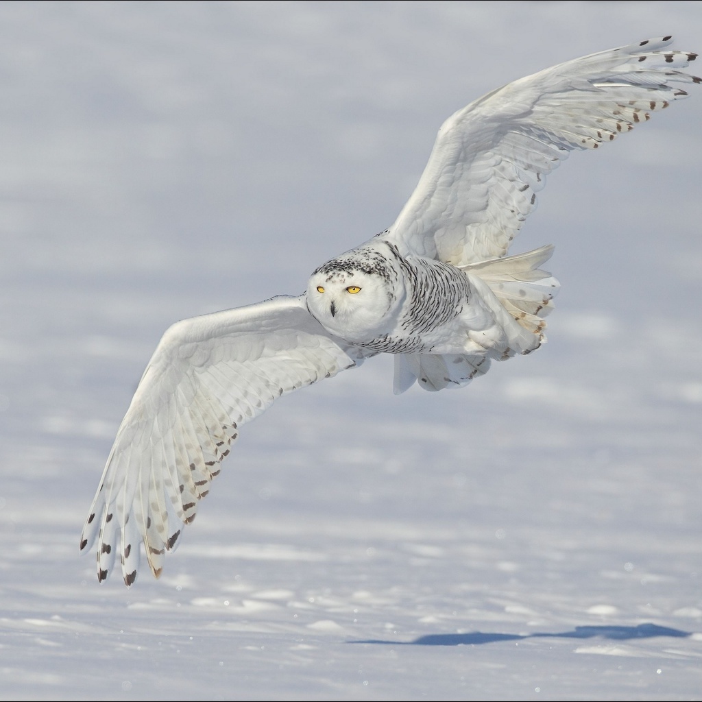 ,  ,  , , Snowy owl, 