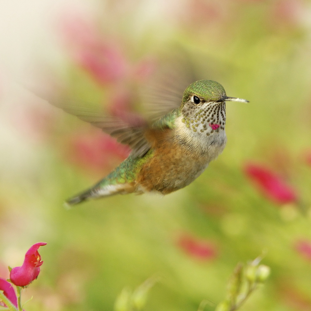 , , hummingbird, ,  