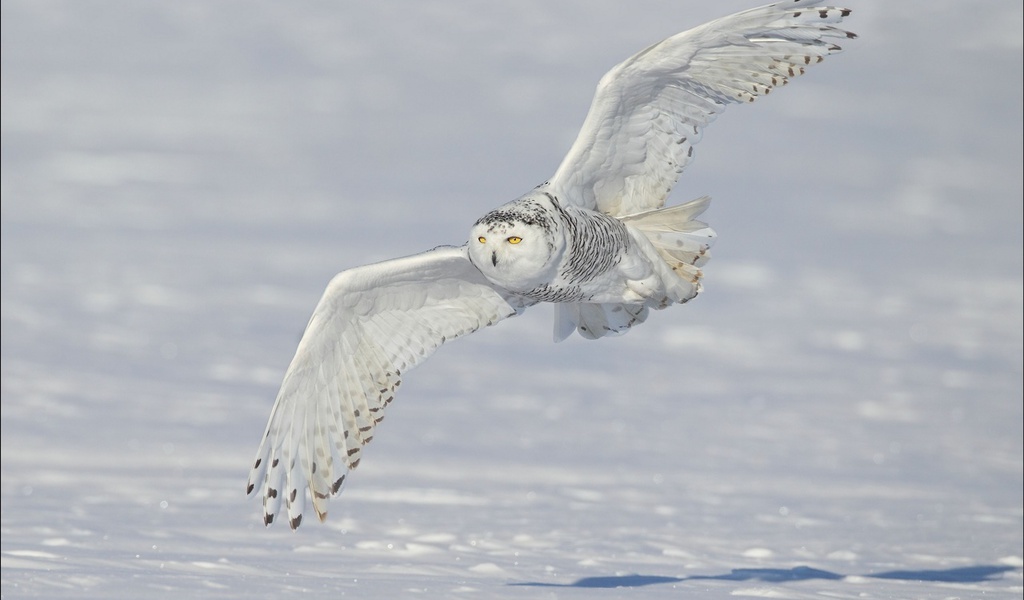 ,  ,  , , Snowy owl, 